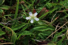 Sibbaldiopsis tridentata