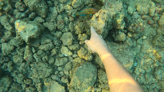 Thalassoma trilobatum