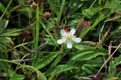 Sibbaldiopsis tridentata