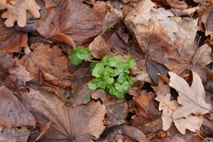 Ranunculus auricomus