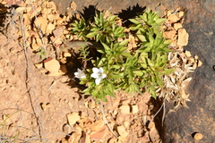 Craterocapsa tarsodes