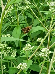 Polytremis pellucida