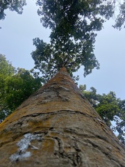 Dipterocarpus retusus