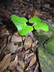 Gyrocarpus americanus
