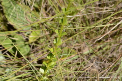 Sebaea natalensis