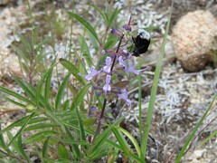 Syncolostemon