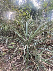 Ananas comosus
