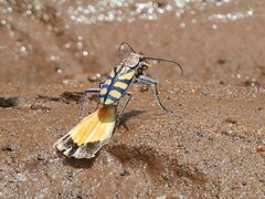 Chaetodera regalis