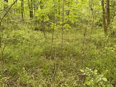 Carex louisianica