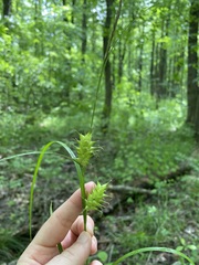 Carex louisianica
