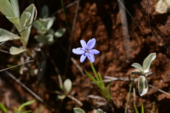 Aristea abyssinica