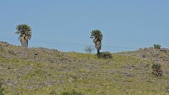 Trithrinax campestris