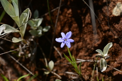Aristea abyssinica