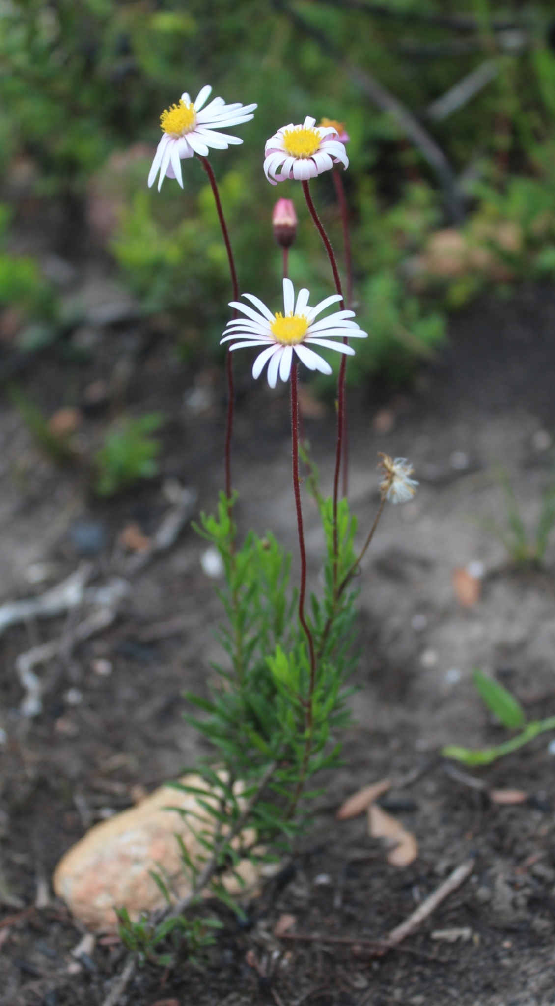 Felicia aculeata