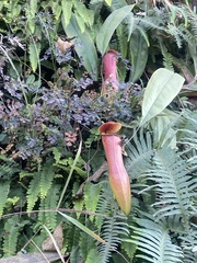 Nepenthes khasiana