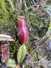 Nepenthes khasiana