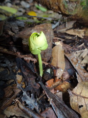 Gyrocarpus americanus