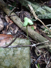 Gyrocarpus americanus