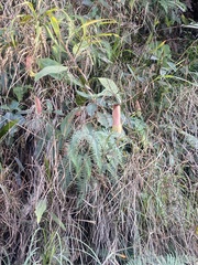Nepenthes khasiana