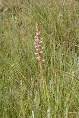 Satyrium longicauda longicauda
