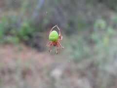 Araneus apricus