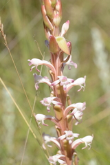 Satyrium longicauda longicauda