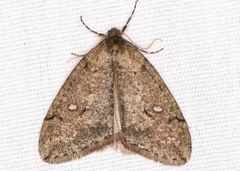 Paleacrita merriccata