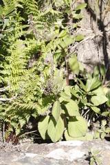 Plectranthus grallatus