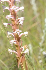 Satyrium longicauda longicauda