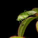 Arnobia pilipes tropica - Photo (c) Ivan Neo, algunos derechos reservados (CC BY-NC), subido por Ivan Neo