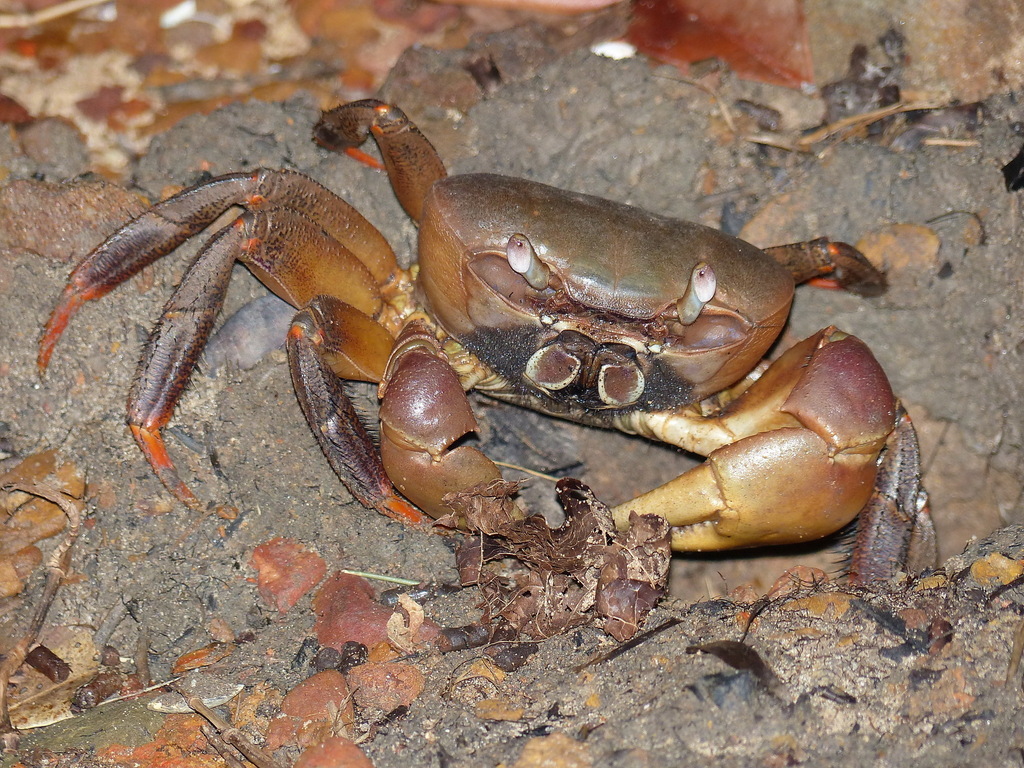 Brown Land Crab (Decapoda (crabs) of the Chagos Archipelago) · iNaturalist