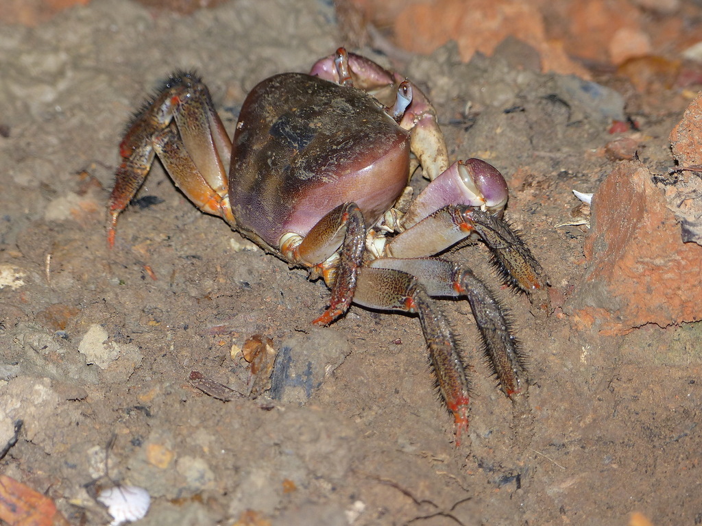 Brown Land Crab (decapoda (crabs) Of The British Indian Ocean Territory 