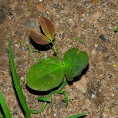 Hymenaea courbaril