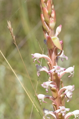 Satyrium longicauda longicauda
