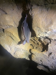Rhinolophus macrotis