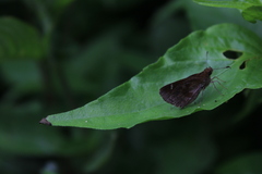 Cymaenes odilia
