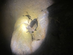 Rhinolophus macrotis