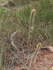 Corryocactus erectus