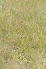 Satyrium longicauda longicauda