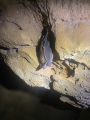 Rhinolophus macrotis