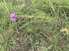 Liatris punctata mucronata