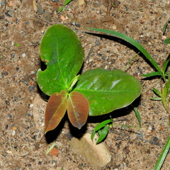 Hymenaea courbaril