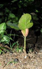 Hymenaea courbaril