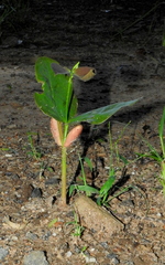 Hymenaea courbaril