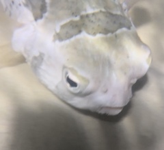 Diodon liturosus