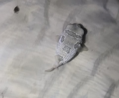 Diodon liturosus