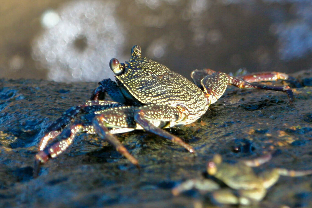 Thinshelled Rock Crab (Decapoda (crabs) of the British Indian Ocean