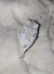Diodon liturosus