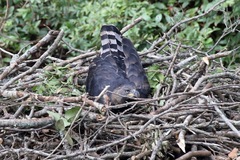 Stephanoaetus coronatus