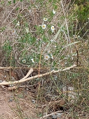 Lycianthes